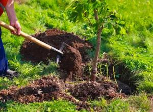 عکس نهال شانی