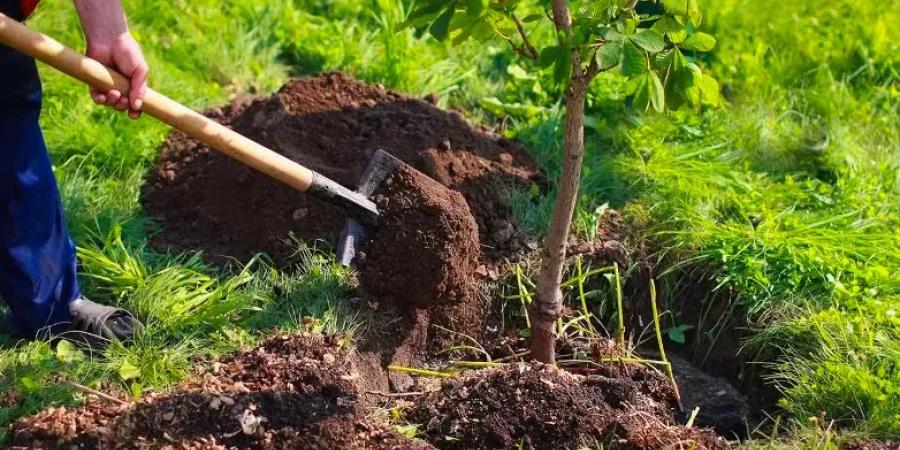 عکس نهال شانی