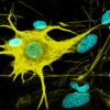 Neural System